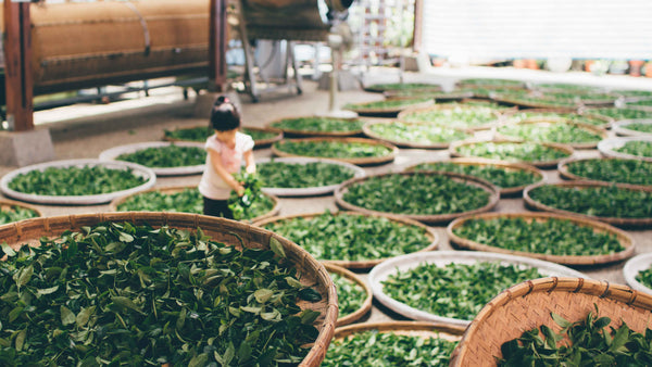 How is tea made? A Beginner's Guide